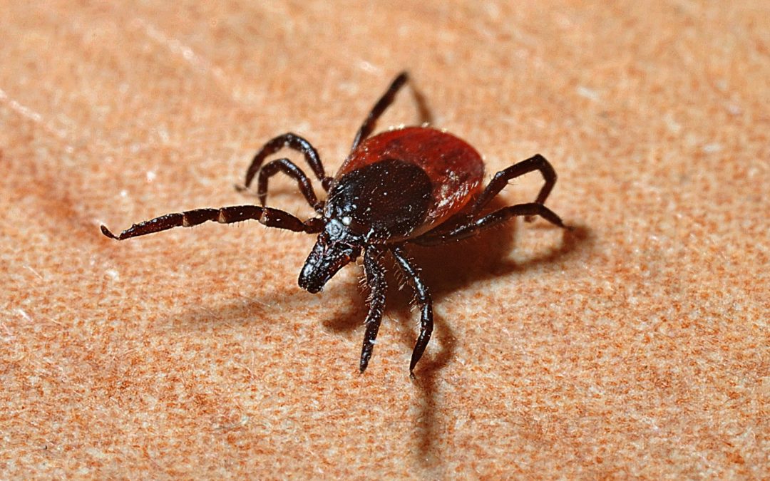 7 Surprising Things You Need to Know About Lyme Disease Symptoms