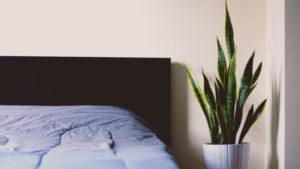 Do you have Indoor air pollution in your home? Unfortunately, we all do. Get the facts. Protect your families health with these 3 practical tips. Indoor air pollution comes from dozens of sources. Houseplants, like the Peace Lily, cleanses your air of unwanted VOC's and other chemicals. Products to clean the air in your home shouldn't cost big bucks. @naturalsoapmom.com #indoorairpollution #indoorplants #houseplants #indoor #plants #airpollution #healthy #voc #vocs #pollutionprevention #pollutionsolution #peacylily #mum