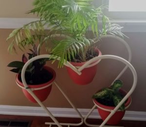 Do you have Indoor air pollution in your home? Unfortunately, we all do. Get the facts. Protect your families health with these 3 practical tips. Indoor air pollution comes from dozens of sources. Houseplants, like the Peace Lily, cleanses your air of unwanted VOC's and other chemicals. Products to clean the air in your home shouldn't cost big bucks. @naturalsoapmom.com #indoorairpollution #indoorplants #houseplants #indoor #plants #airpollution #healthy #voc #vocs #pollutionprevention #pollutionsolution #peacylily #mum