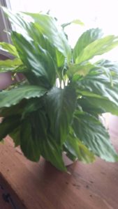 Do you have Indoor air pollution in your home? Unfortunately, we all do. Get the facts. Protect your families health with these 3 practical tips. Indoor air pollution comes from dozens of sources. Houseplants, like the Peace Lily, cleanses your air of unwanted VOC's and other chemicals. Products to clean the air in your home shouldn't cost big bucks. @naturalsoapmom.com #indoorairpollution #indoorplants #houseplants #indoor #plants #airpollution #healthy #voc #vocs #pollutionprevention #pollutionsolution #peacylily #mum