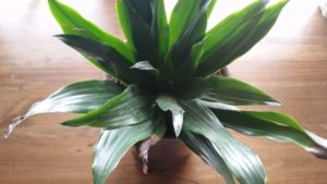Do you have Indoor air pollution in your home? Unfortunately, we all do. Get the facts. Protect your families health with these 3 practical tips. Indoor air pollution comes from dozens of sources. Houseplants, like the Peace Lily, cleanses your air of unwanted VOC's and other chemicals. Products to clean the air in your home shouldn't cost big bucks. @naturalsoapmom.com #indoorairpollution #indoorplants #houseplants #indoor #plants #airpollution #healthy #voc #vocs #pollutionprevention #pollutionsolution #peacylily #mum